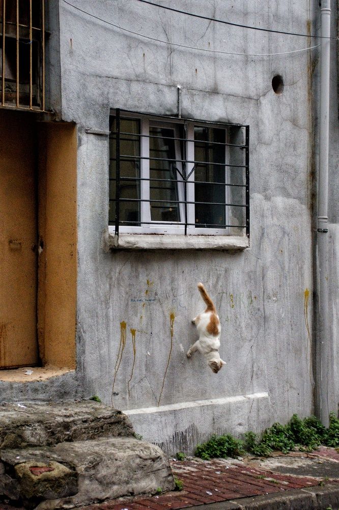 The cat walking on the wall