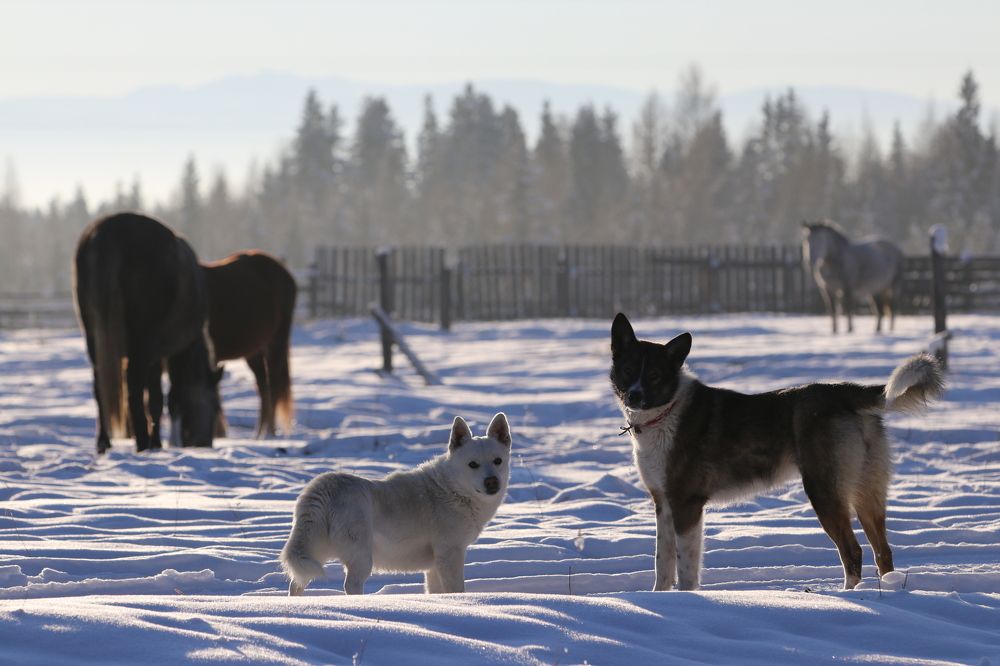 Фотография автора Татьяна Свистулина
