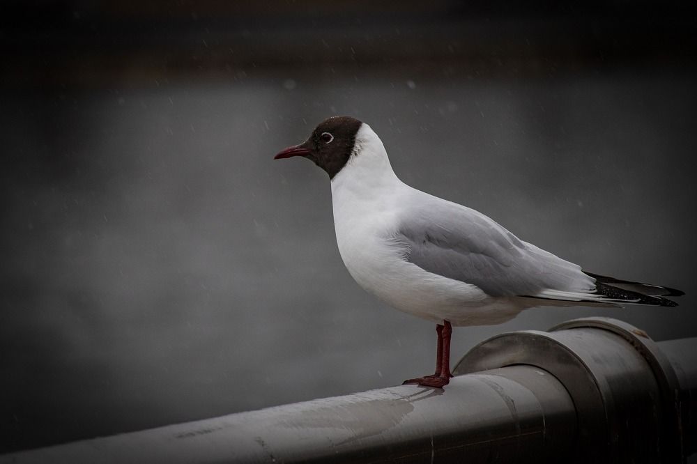 Photograph by Maksim Zhdanovich