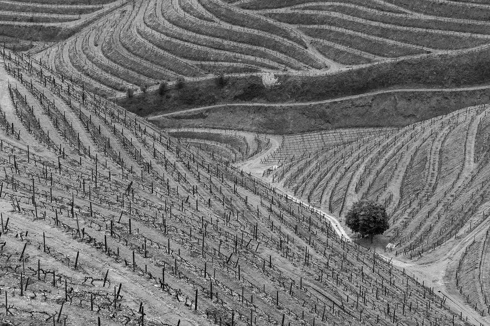 Curves of the Douro Valley, Portugal