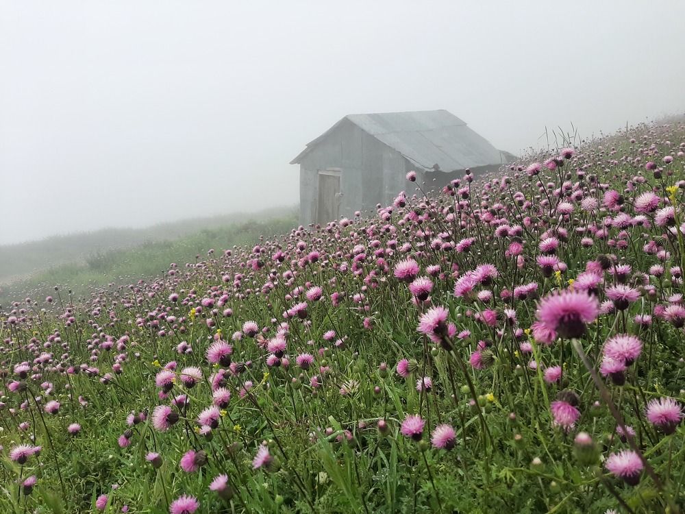 Photograph by Soheil Shams