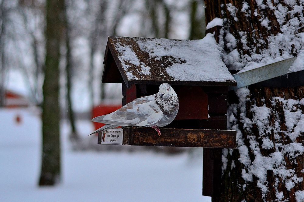 Photograph by Cергей Землянский