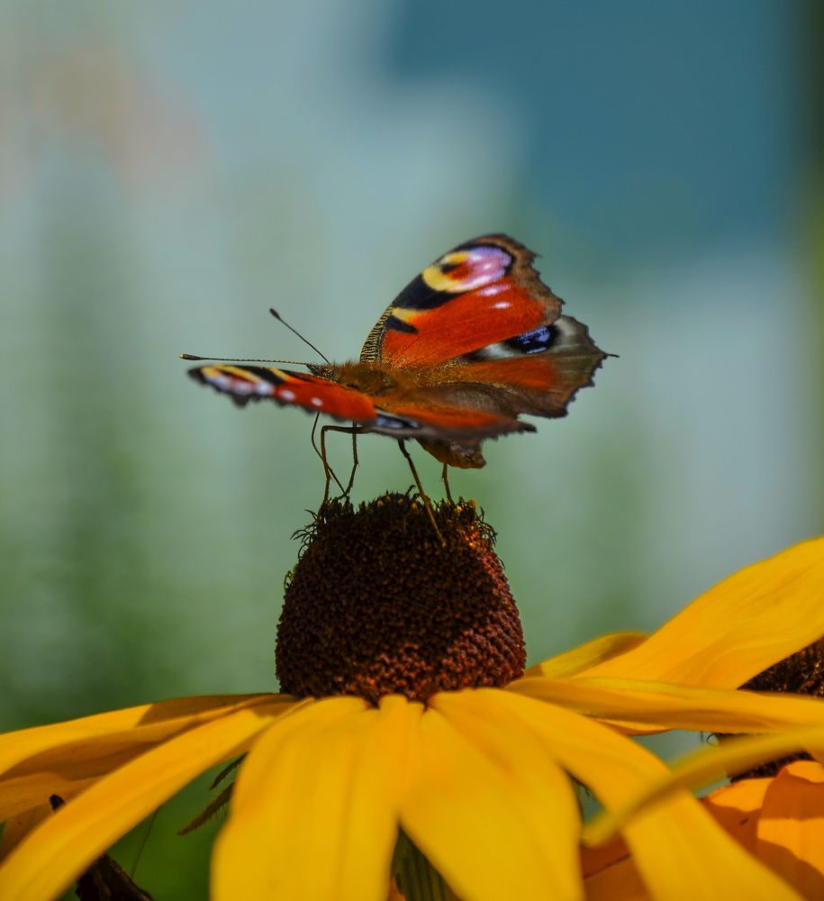 Photograph by Irina Lobko