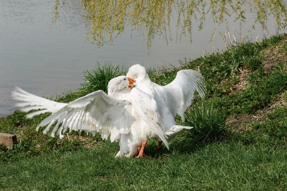 Photograph by Ольга Ляхова