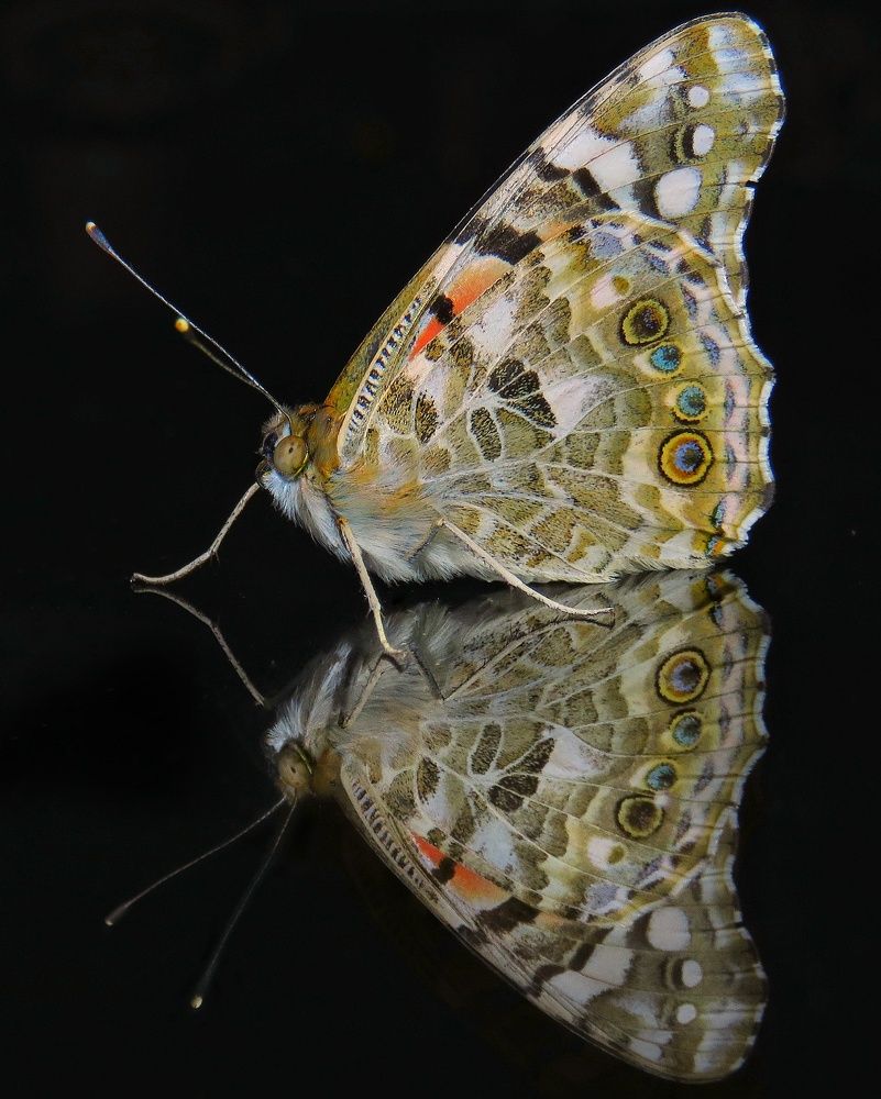 Photograph by Amin Ghaffarian