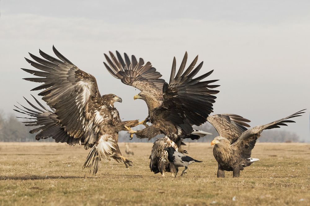 Photograph by Zizi Körmendy