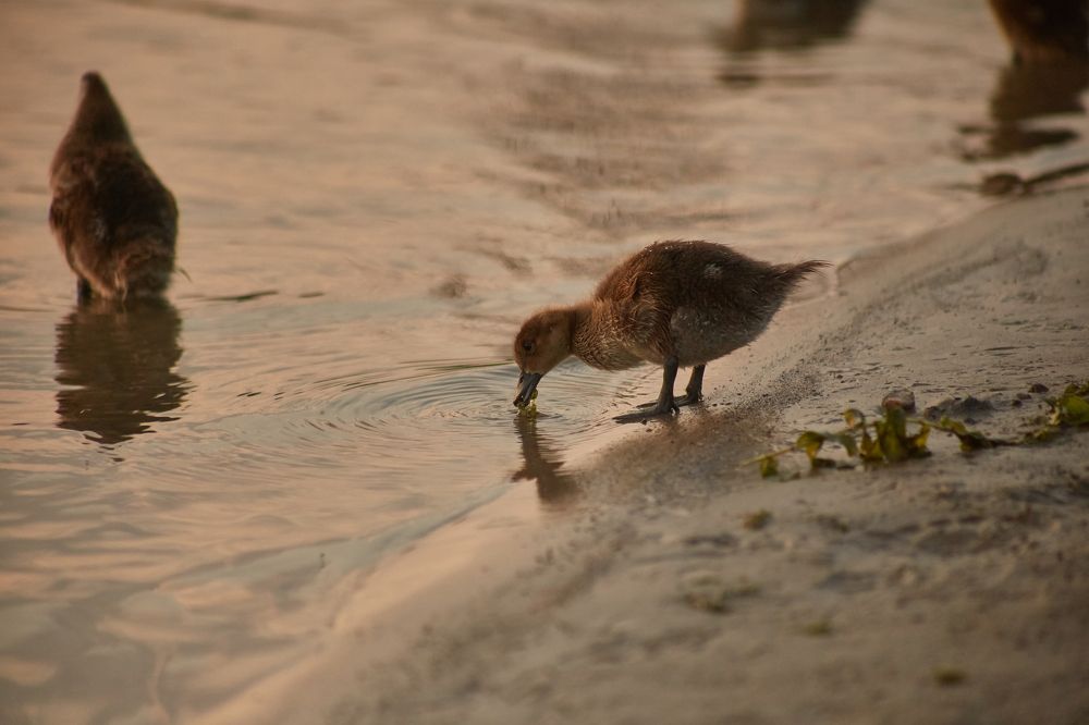 Фотография автора Андрей Челомов