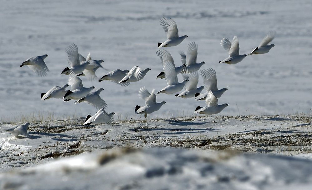 Белые куропатки