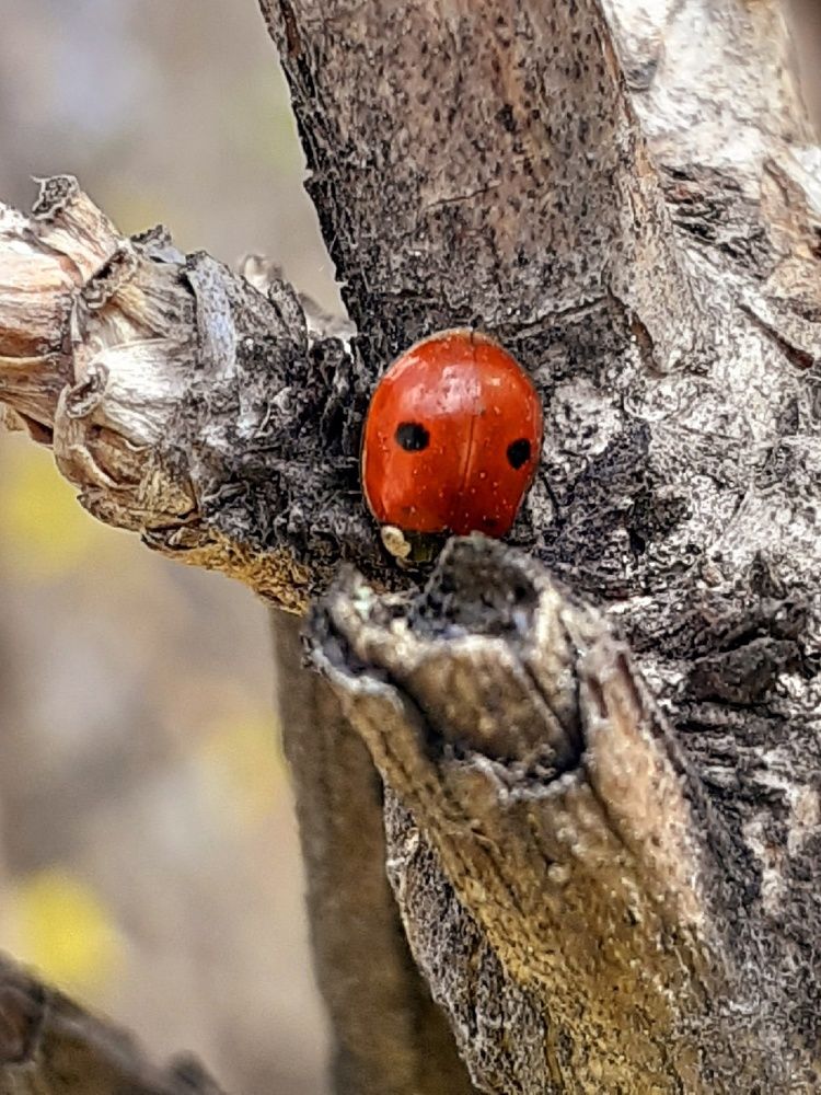 Photograph by Евгения Ульянова