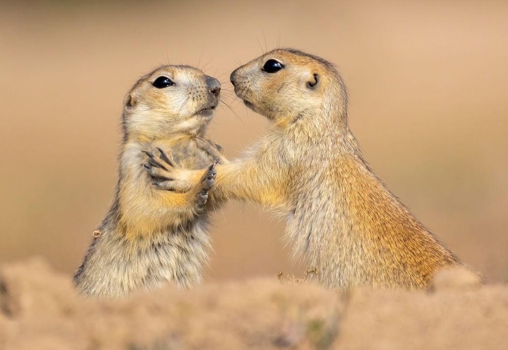 Photograph by Vida Shams