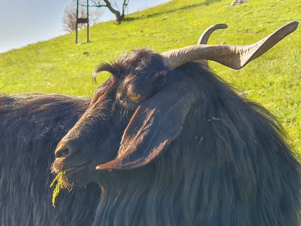 Goat on a spring evening