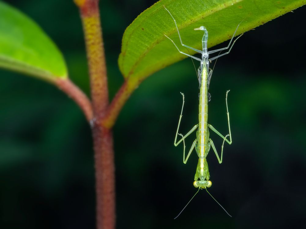 Photograph by VOON YIAN KHIAM