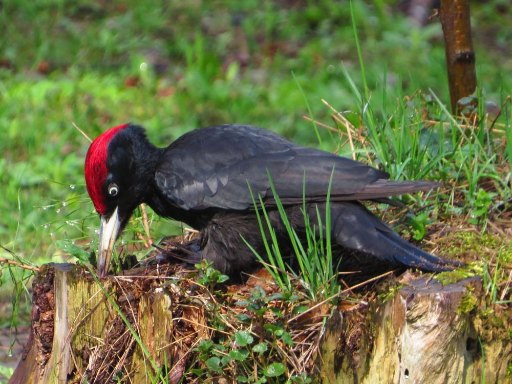 Добывает червячка