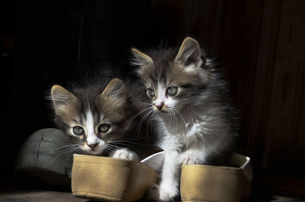 Photograph by Анастасия Кудина