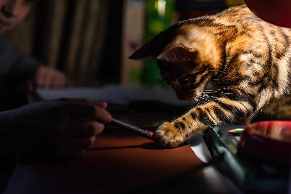 Фотография автора Valery