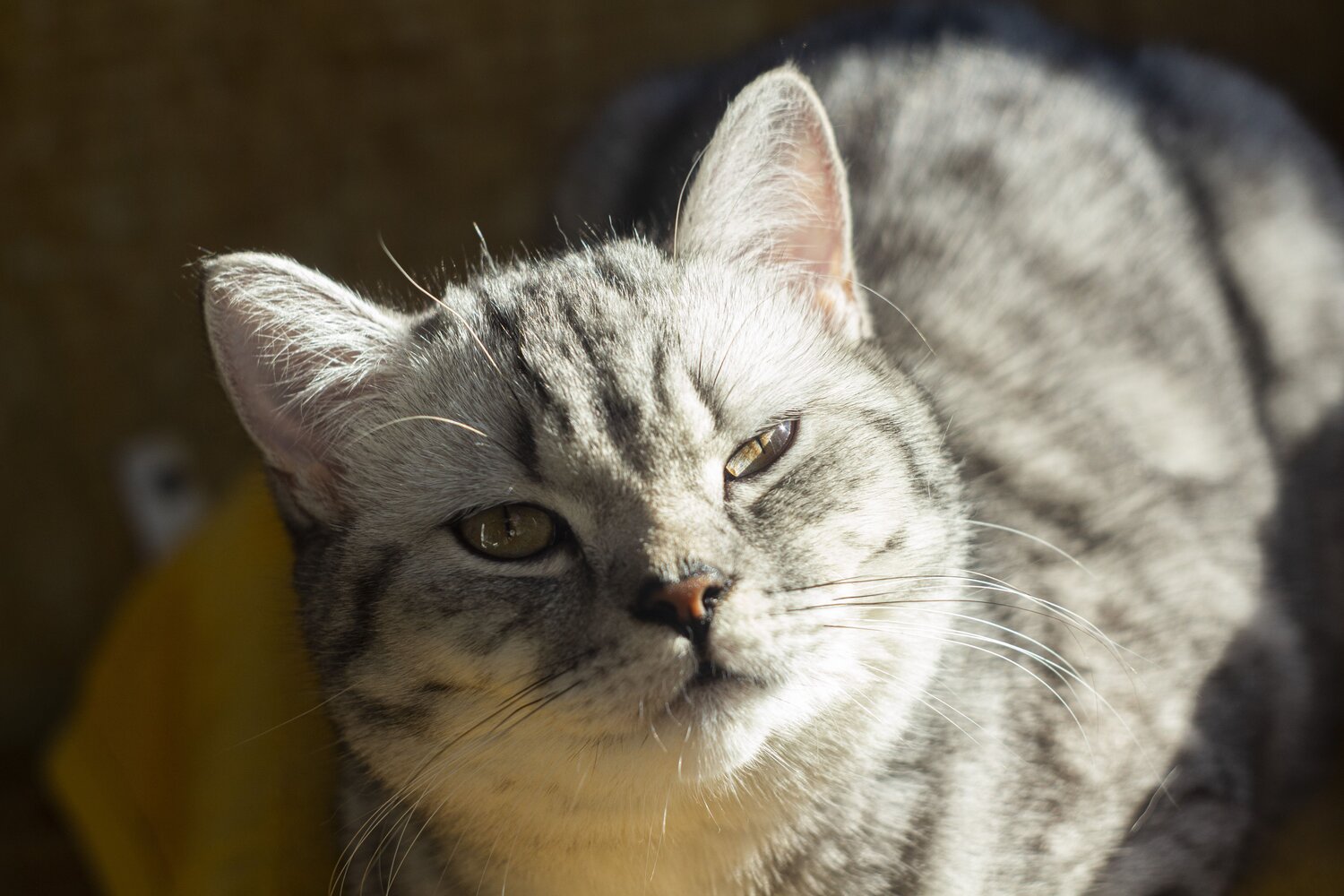 Photo #7555083