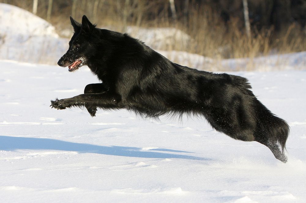 Фотография автора Надежда Лисицына