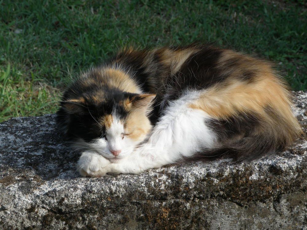 Фотография автора Angelo Dolci