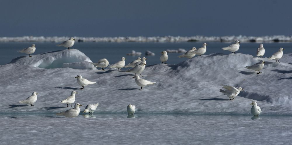Белые чайки