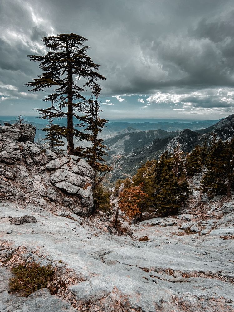 Spring forest in the mountains of Turkey