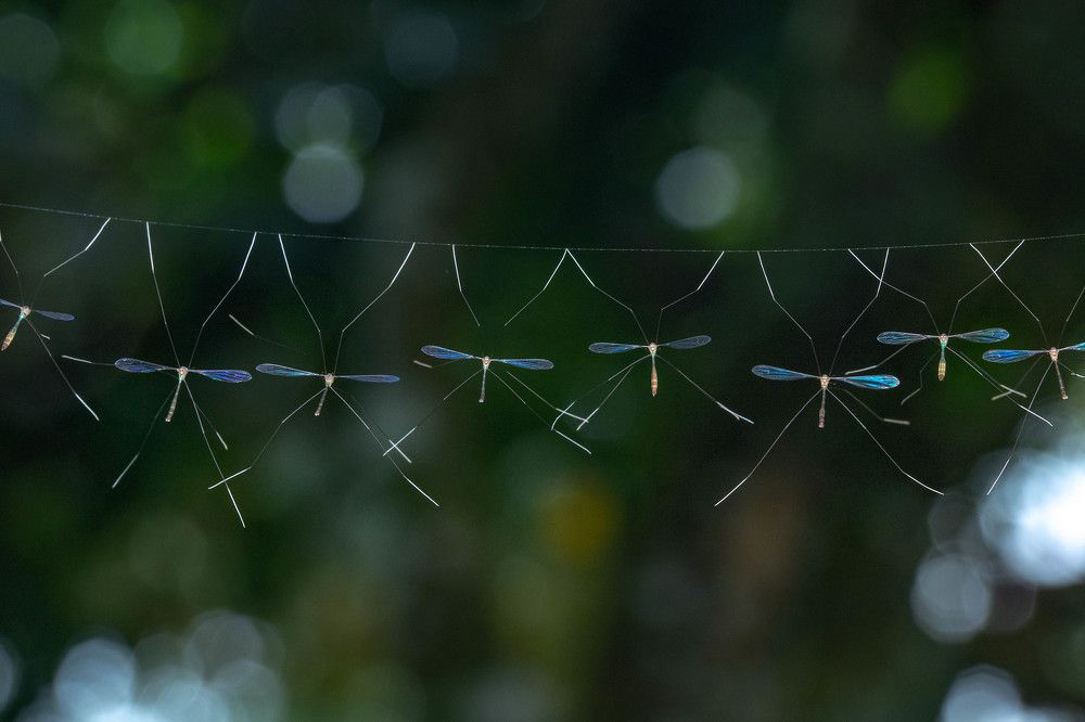 Hanging out on a spider web