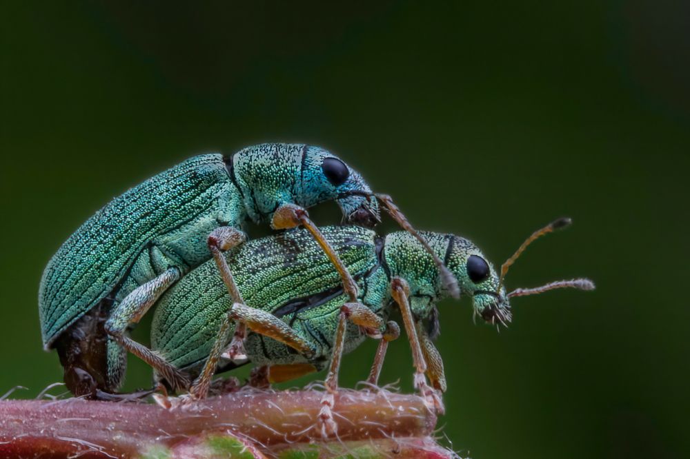 Photograph by heymans Tiffany