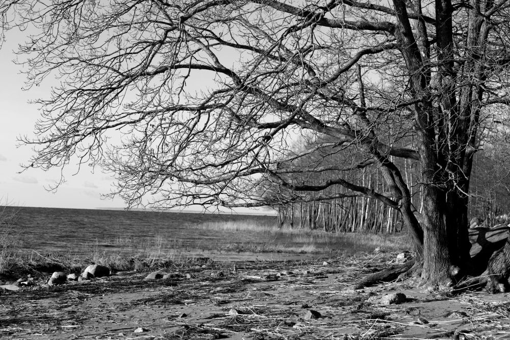 Photograph by елена