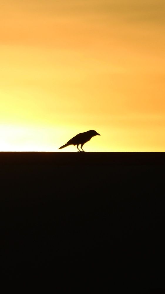 Birds photography