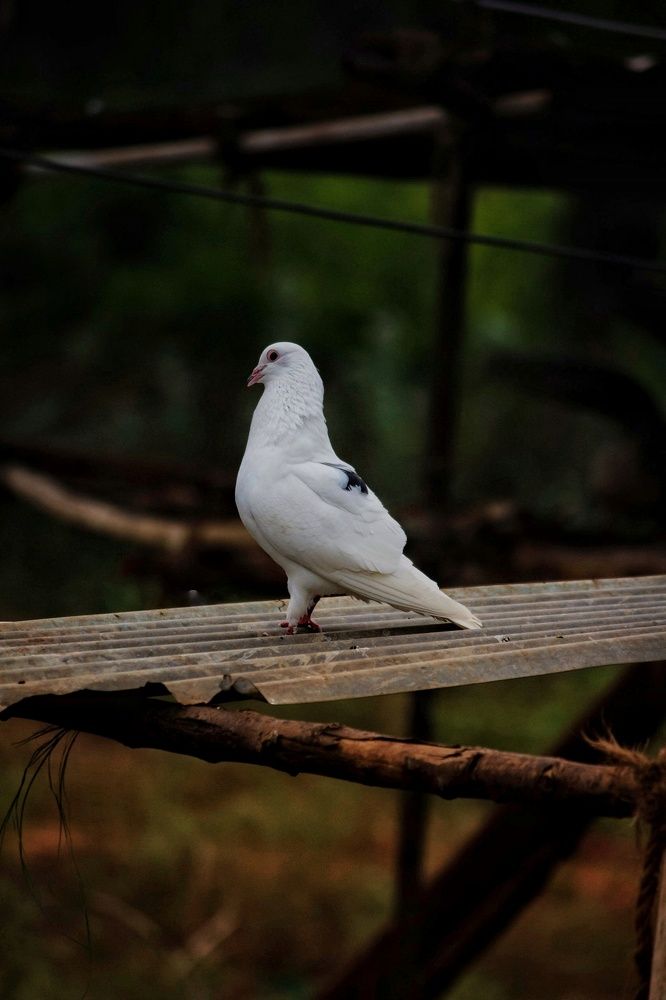 Photograph by GIRINATH M