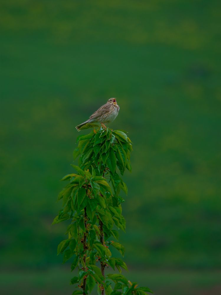 Фотография автора mohammad Alipour