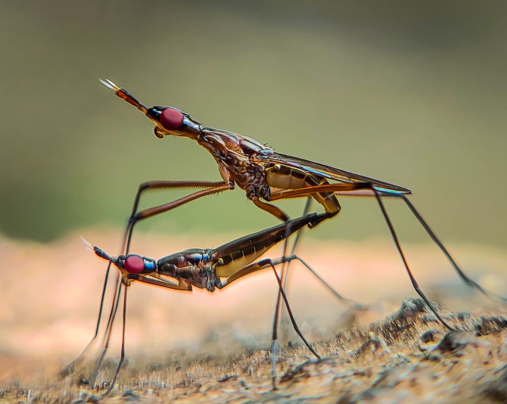 Mobile Macro