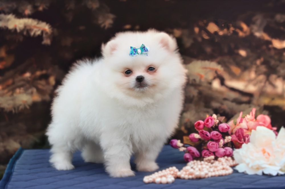 Photograph by Алина Абушаева