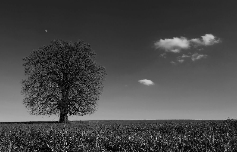 Про Дерево, Луну и Облако