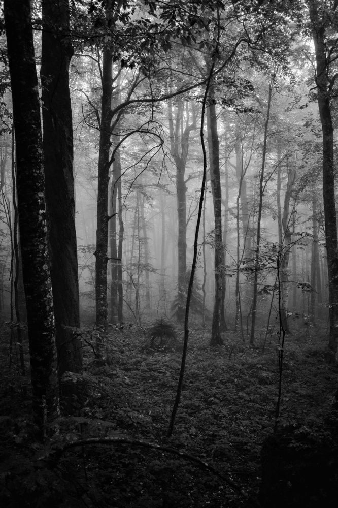 Photograph by Александр Лопатин