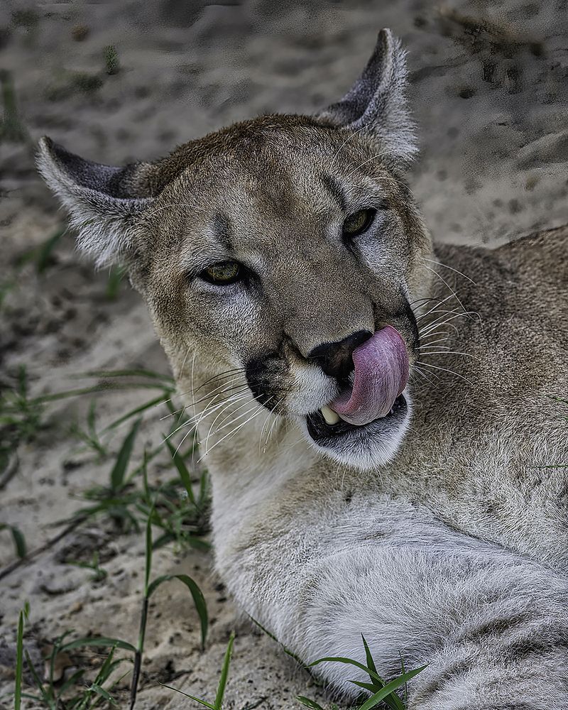 Фотография автора Raymond Asiala