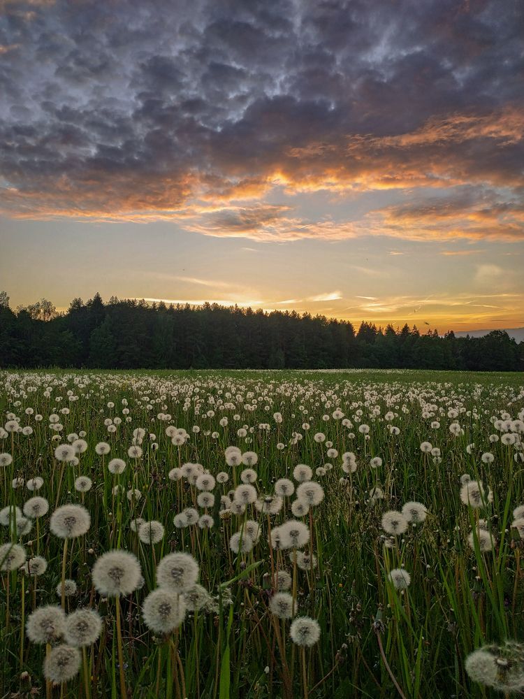 Фотография автора Александр Довганюк