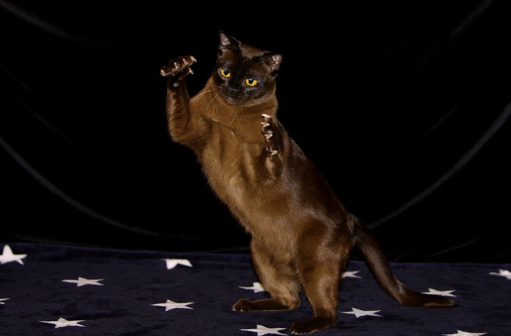 Фотография автора Надежда Лисицына