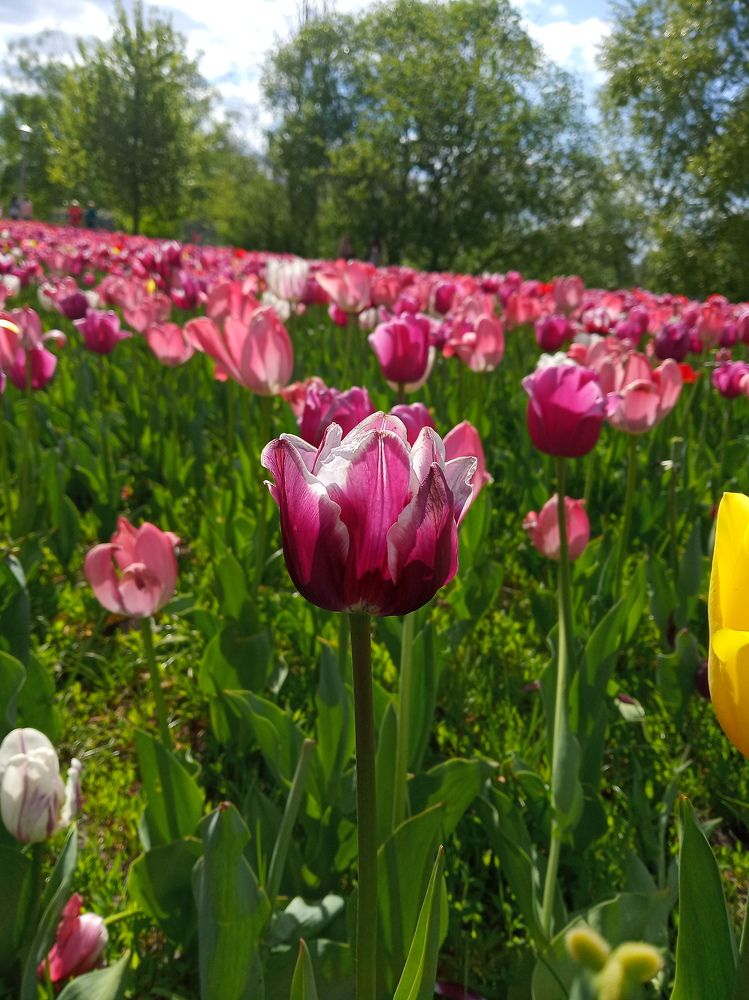 С 1 мая товарищи!