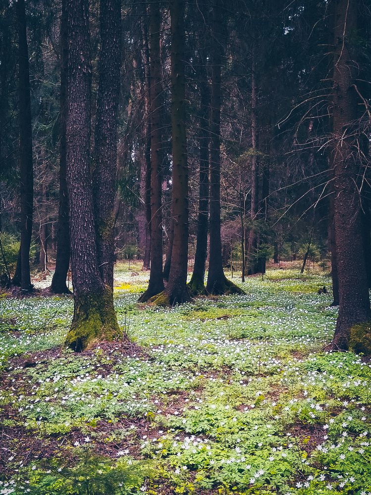 Photograph by Олеся Бронзова