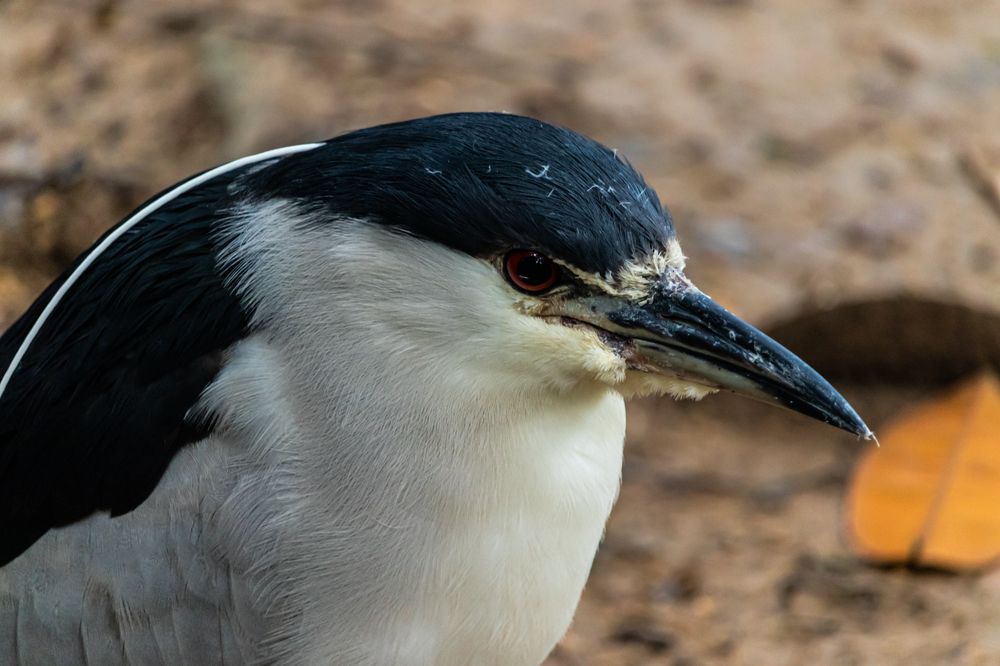 Photograph by Marcio Silveira
