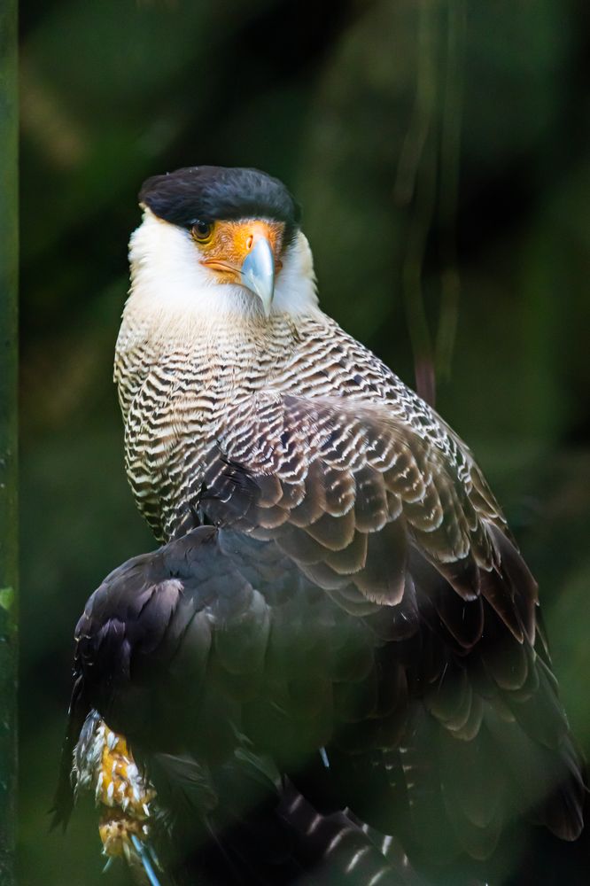 Photograph by Marcio Silveira