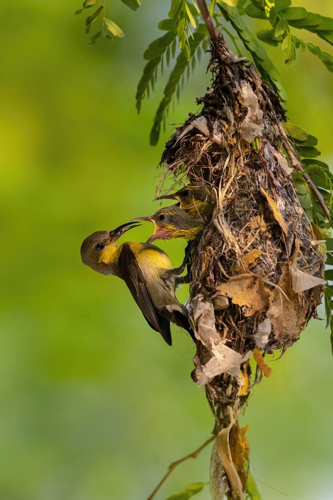 Фотография автора Pyii Zone Aung