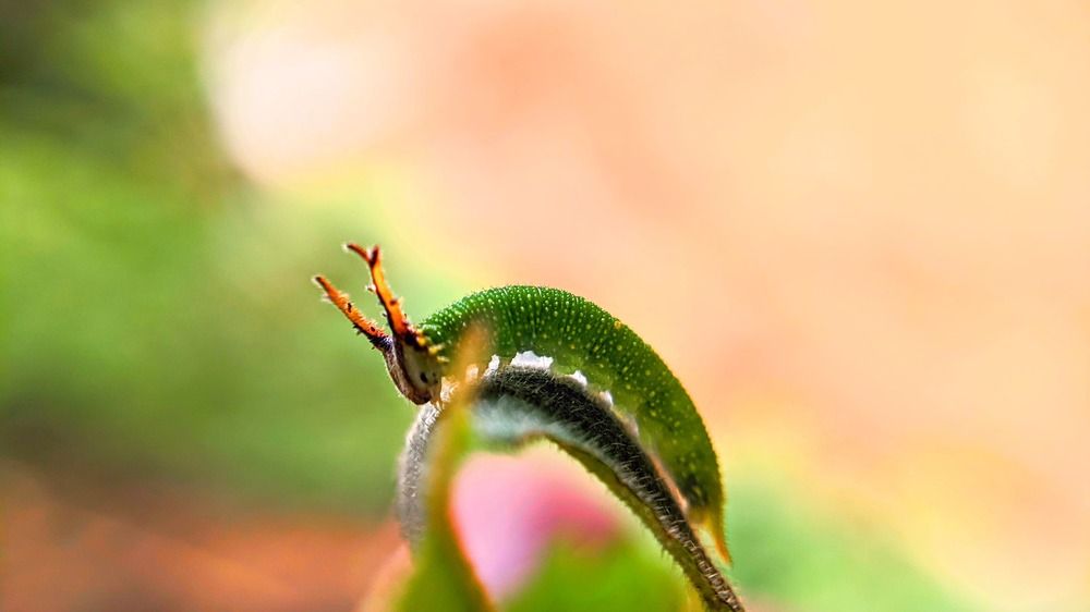 Фотография автора Darling Varma