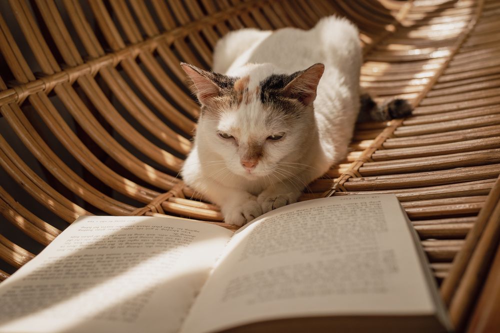 Photograph by Hoai Anh Dang