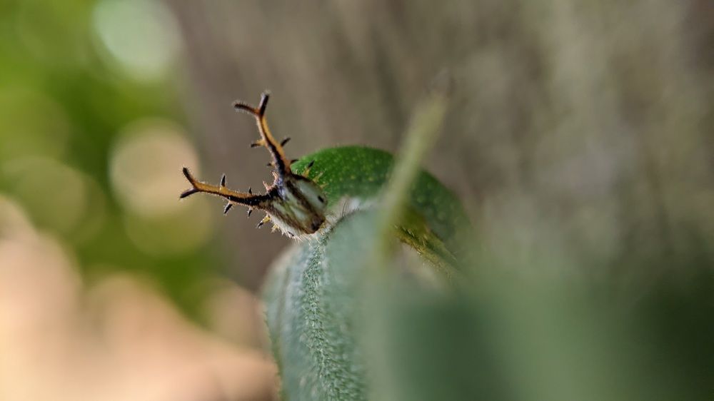 Фотография автора Darling Varma