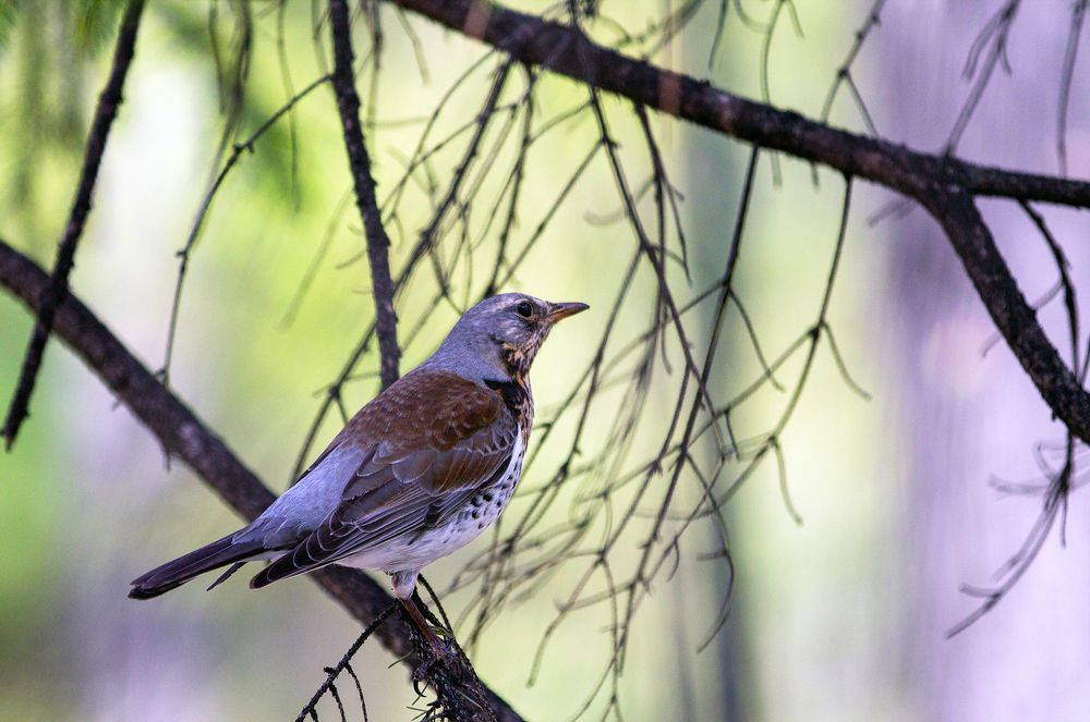 Photograph by Игорь Круглов