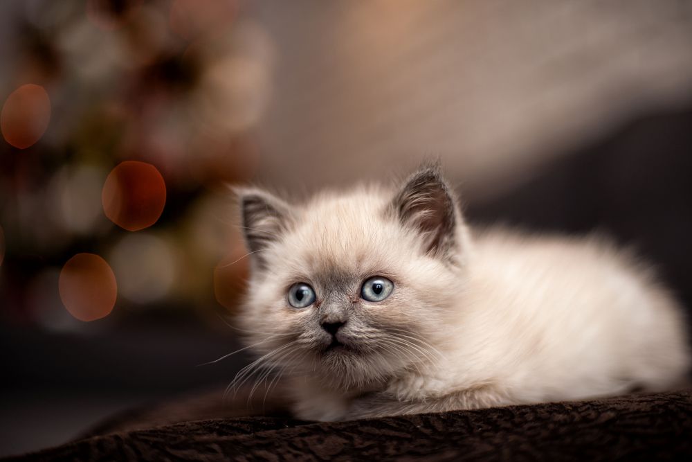 Photograph by Misha Drapak