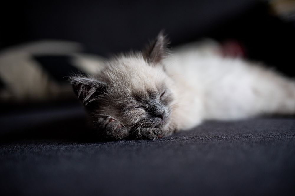 Photograph by Misha Drapak