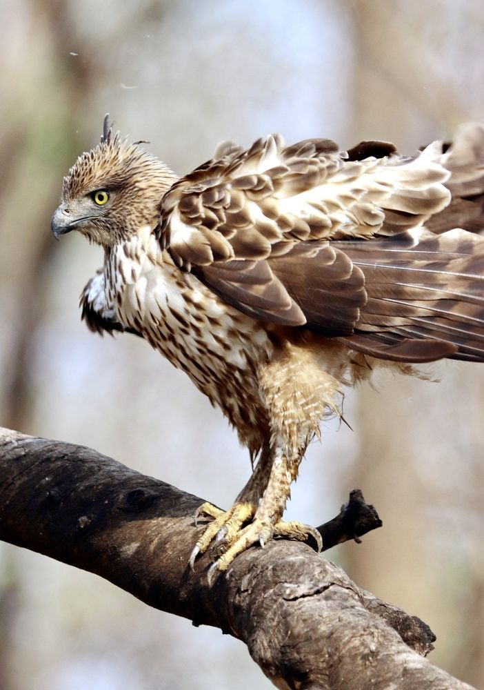 Changeable Hawk Eagle