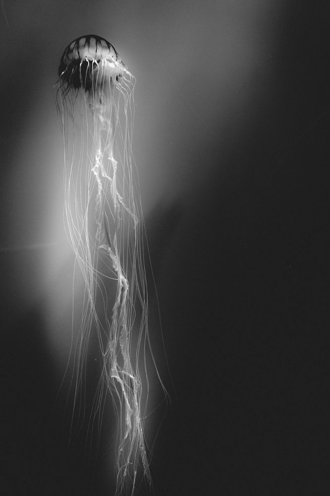 Jellyfish in BW